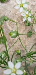 Spergularia flaccida
