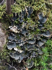 Peltigera hymenina