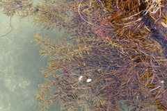 Sargassum fusiforme