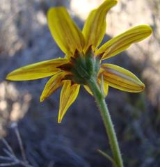 Osteospermum polygaloides polygaloides