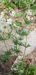 Spergularia flaccida