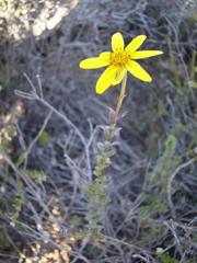 Osteospermum polygaloides polygaloides