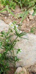 Spergularia flaccida