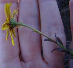 Osteospermum polygaloides polygaloides