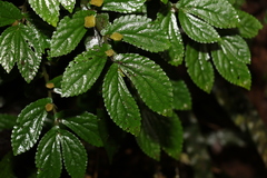 Elatostema stipitatum