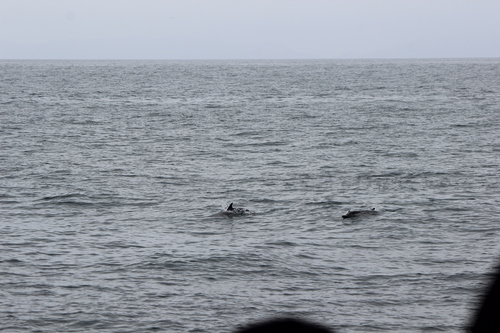 photo of Common Dolphins (Delphinus)