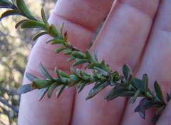 Osteospermum polygaloides polygaloides