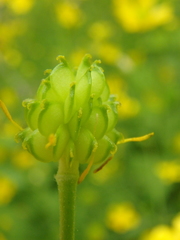 Ranunculus constantinopolitanus