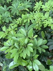 Heptapleurum arboricola