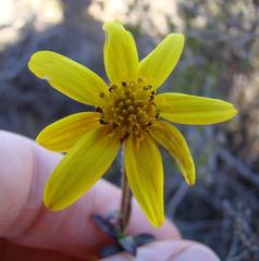 Osteospermum polygaloides polygaloides