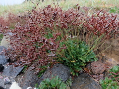 Limonium companyonis