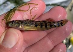 Etheostoma coosae