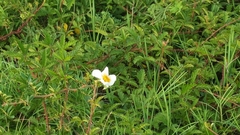 Rubus
