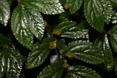 Elatostema stipitatum