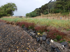 Limonium companyonis