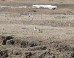 Marmota sibirica