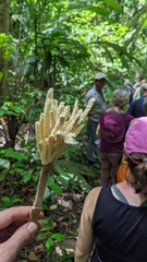 Desmoncus orthacanthos