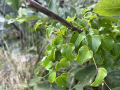Dioscorea cotinifolia