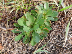 Limonium companyonis
