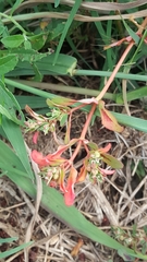 Euphorbia meganaesos