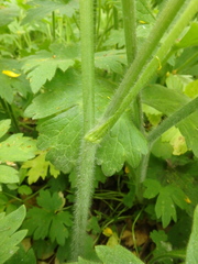 Ranunculus constantinopolitanus