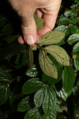 Elatostema stipitatum