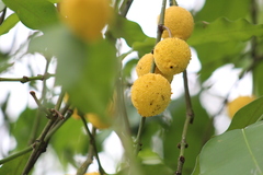 Charichuela