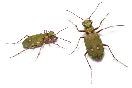 Cicindela campestris
