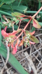 Euphorbia meganaesos