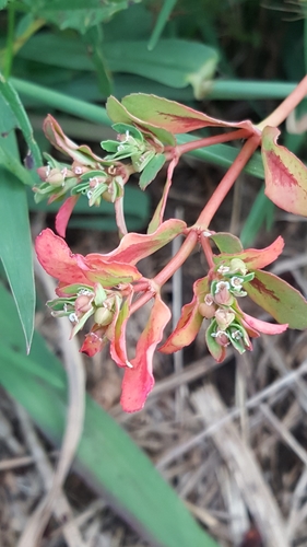Glabrous Spotted Spurge (Euphorbia meganaesos)