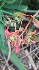 Euphorbia meganaesos