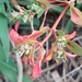 Euphorbia meganaesos - Photo (c) Kara, algunos derechos reservados (CC BY-NC), subido por Kara