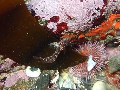 Botneus-klipvis (Clinus cottoides) — Clinidae — 5