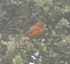 Loxops coccineus
