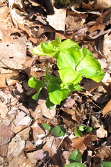 Trillium cernuum