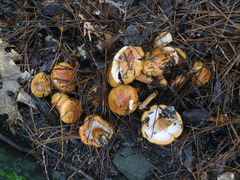 Tricholoma ustaloides