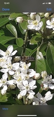 Apis mellifera