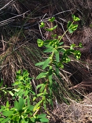 Euphorbia azorica