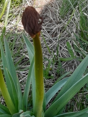 Asphodelus macrocarpus