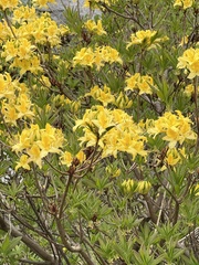 Rhododendron luteum