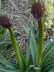 Asphodelus macrocarpus