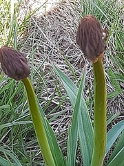 Asphodelus macrocarpus