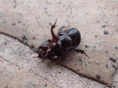 Alissonotum pauper