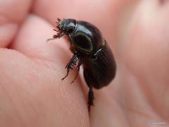 Alissonotum pauper