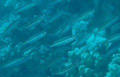 Caesio striata