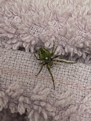 Araneidae