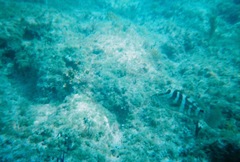 Epinephelus striatus