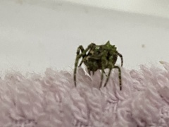 Araneidae