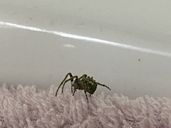 Araneidae