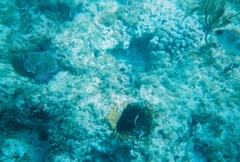 Holocentrus adscensionis